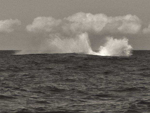 Jour 13, Jeudi 29 Sortie baleines