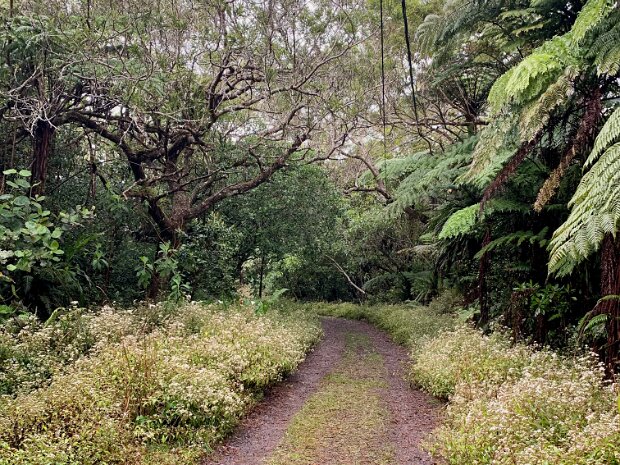 Jour 04, Mardi 20 dans la foret de Belouve vers Hell-Bourg, Salazie