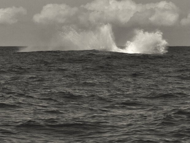 Jour 13, Jeudi 29 Sortie baleines