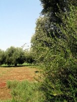 IMG_4049