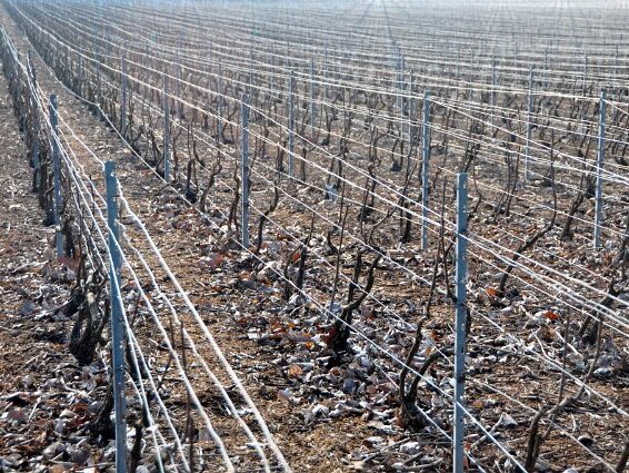 Les vignes autour de Rilly