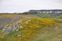 DSC_1919