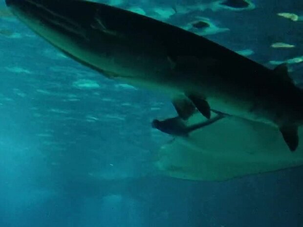 04-Oceanario et Parc des nations