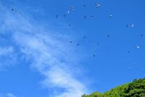 27798704_Unknown