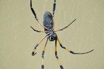 27800544_Unknown