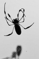 27800560_Unknown