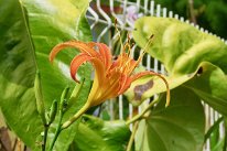 27800608_Unknown