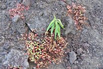 27802544_Unknown