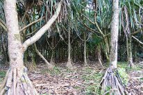 27802704_Unknown