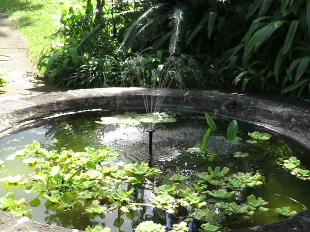 02-Jardin botanique de la Reunion Mascarin
