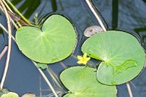 27806784_Unknown