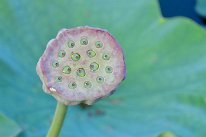 27806832_Unknown