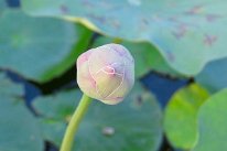 27806848_Unknown