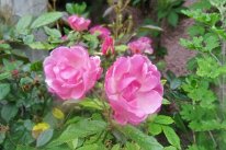 IMG_4717