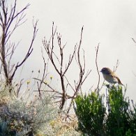 27813632_Unknown