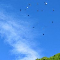 27798704_Unknown
