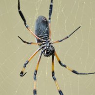 27800544_Unknown