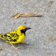 27802160_Unknown
