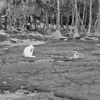 27803040_Unknown