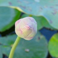 27806848_Unknown