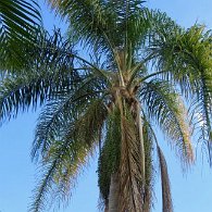 27808224_Unknown