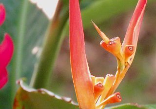 00a-Flore et faune 00a-Flore et faune
