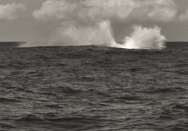 Jour 13, Jeudi 29 A la recherche de baleines Jour 13, Jeudi 29 A la recherche de baleines