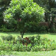 00018_Jardin_1