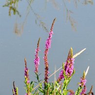 IMG_2790