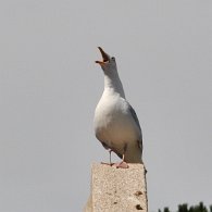 DSC_0507