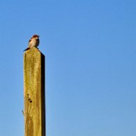 DSC_8061