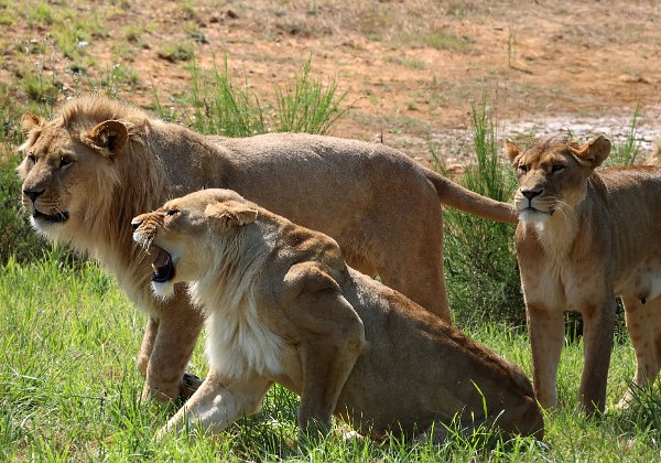 Aout - Zoo de la Boissiere du Dore Aout - Zoo de la Boissiere du Dore